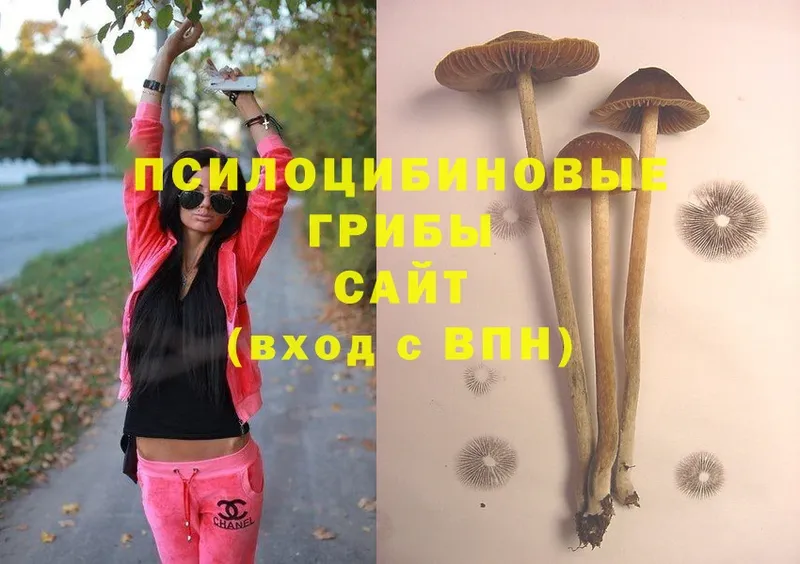 Псилоцибиновые грибы Magic Shrooms  где продают   Валдай 